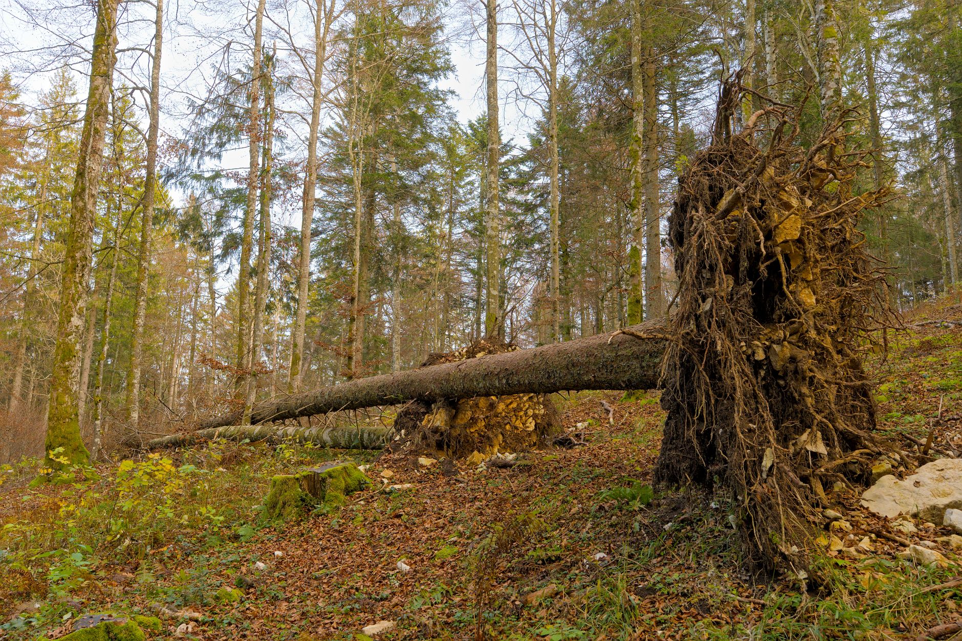 Enlèvement arbre urgence équipe à Mont-Saint-Aignan